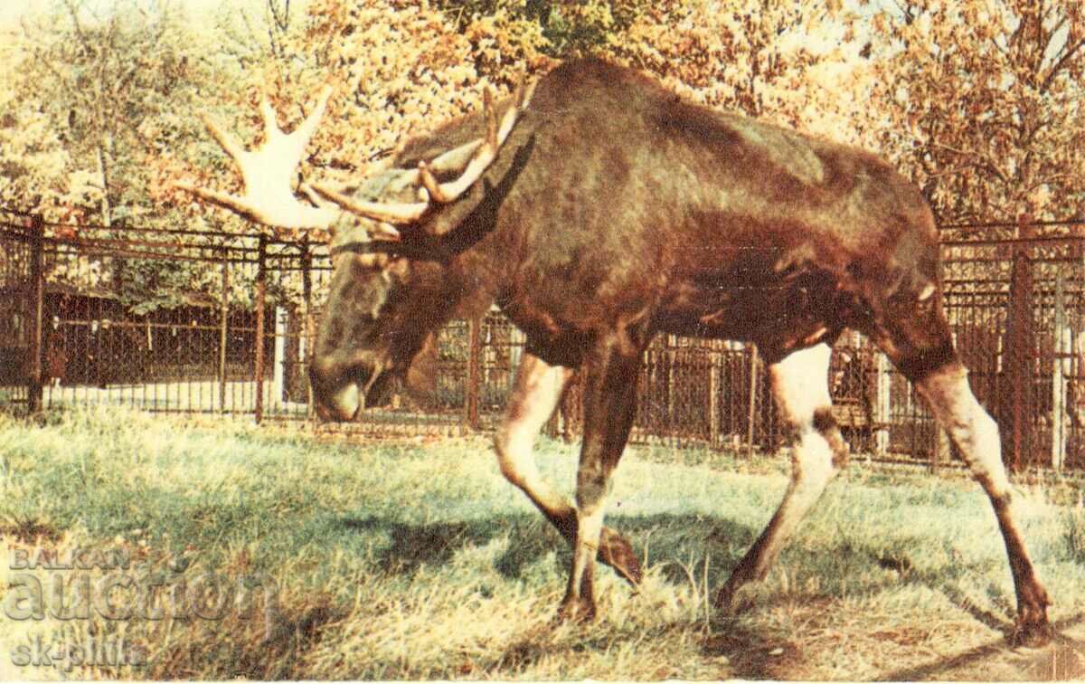 Old postcard - Fauna - Moose