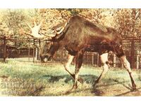 Old postcard - Fauna - Moose
