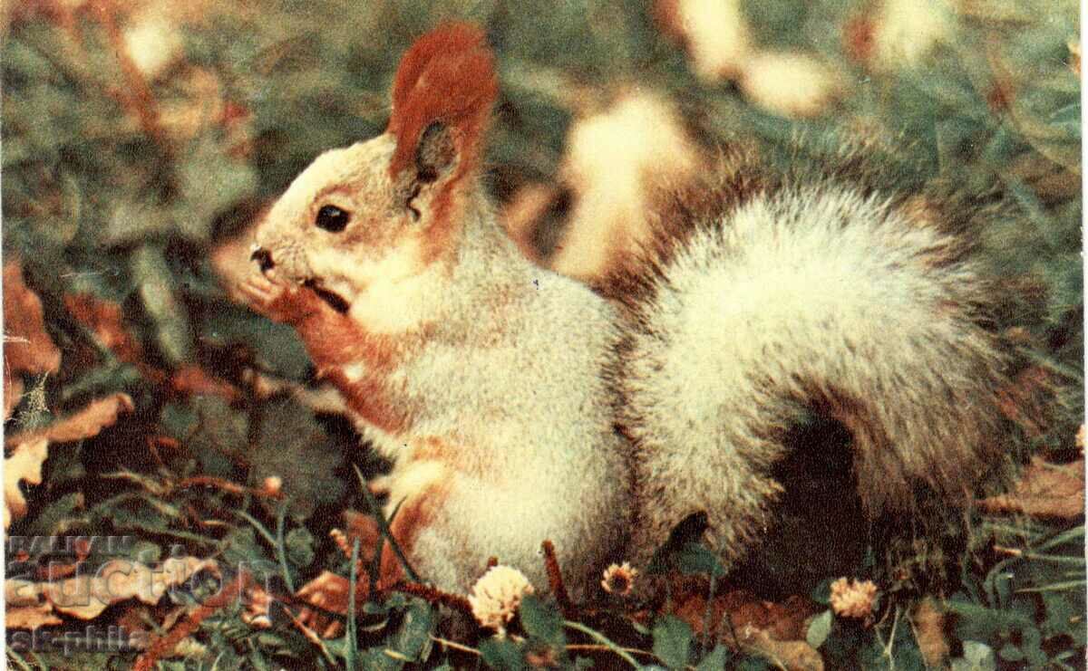 Old card - Fauna - Squirrel