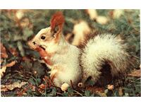 Old card - Fauna - Squirrel