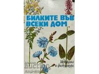Herbs in every home - Dushka Staneva, Diana Panova