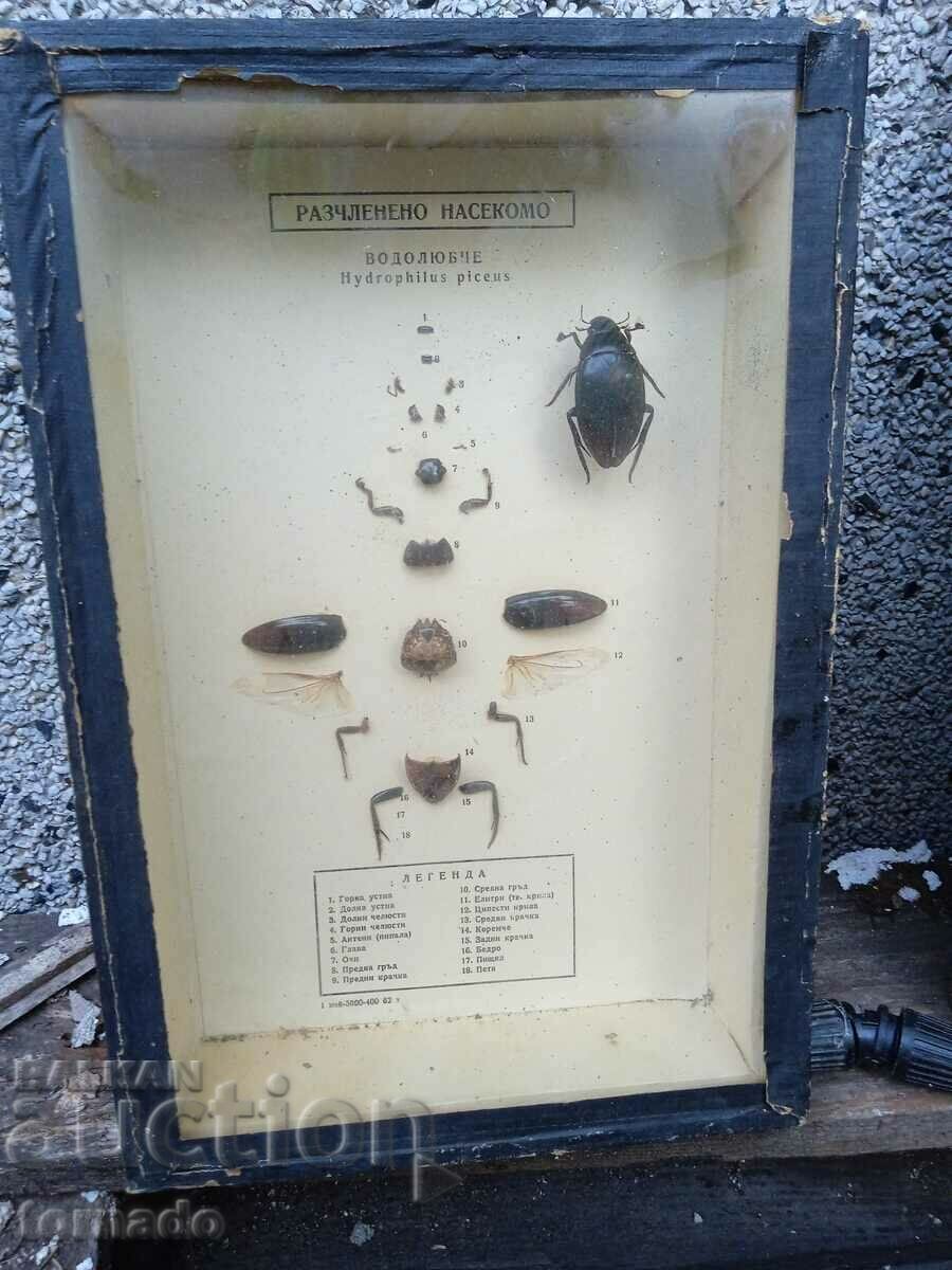 Модел  хербарии Разчленено насекомо  стар учебен бръмбар