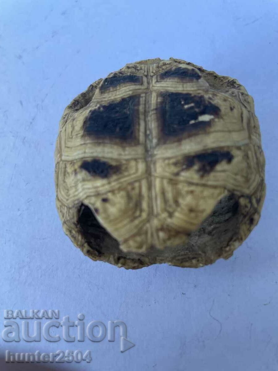 Turtle - scarf accessory, 6 cm with price 39.95 BGN | € 20.43 Turtle - scarf accessory, 6 cm with price 39.95 BGN | € 20.43