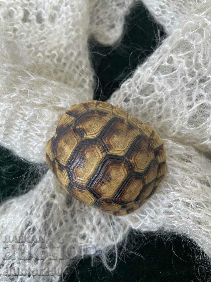 Auction Turtle - scarf accessory, 6 cm Auction Turtle - scarf accessory, 6 cm