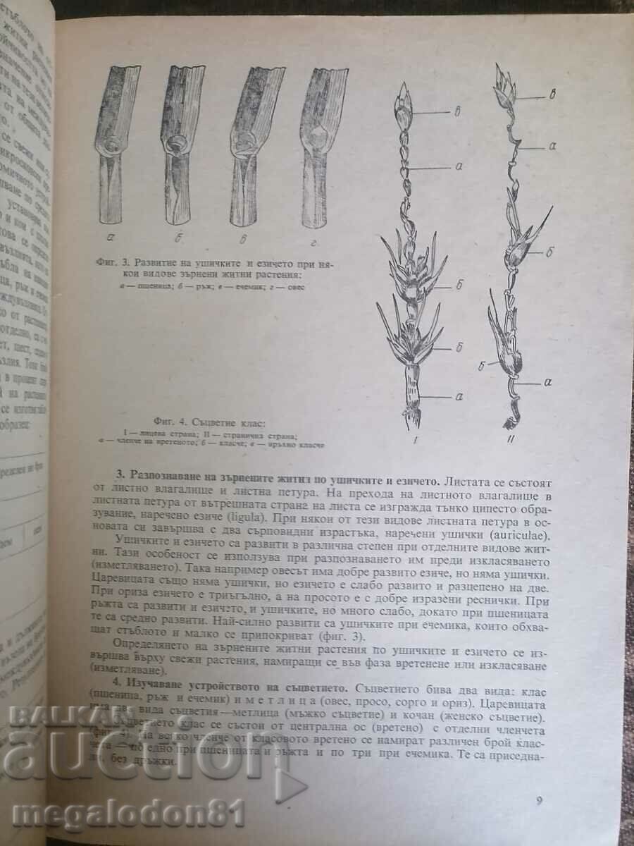 Auction  Plant Breeding Exercise Guide, 1978.