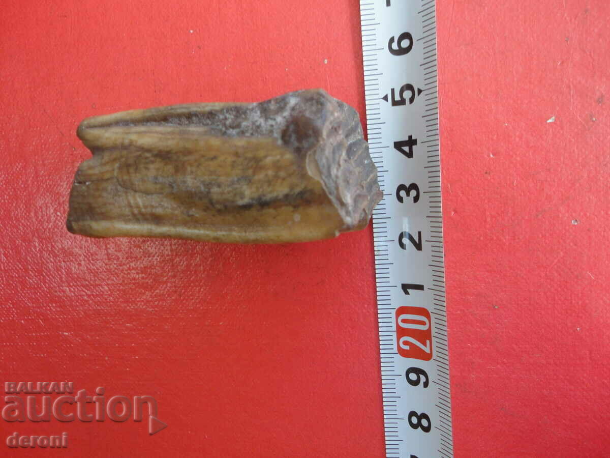 A great fossil tooth with price 50.00 BGN | € 25.56 A great fossil tooth with price 50.00 BGN | € 25.56