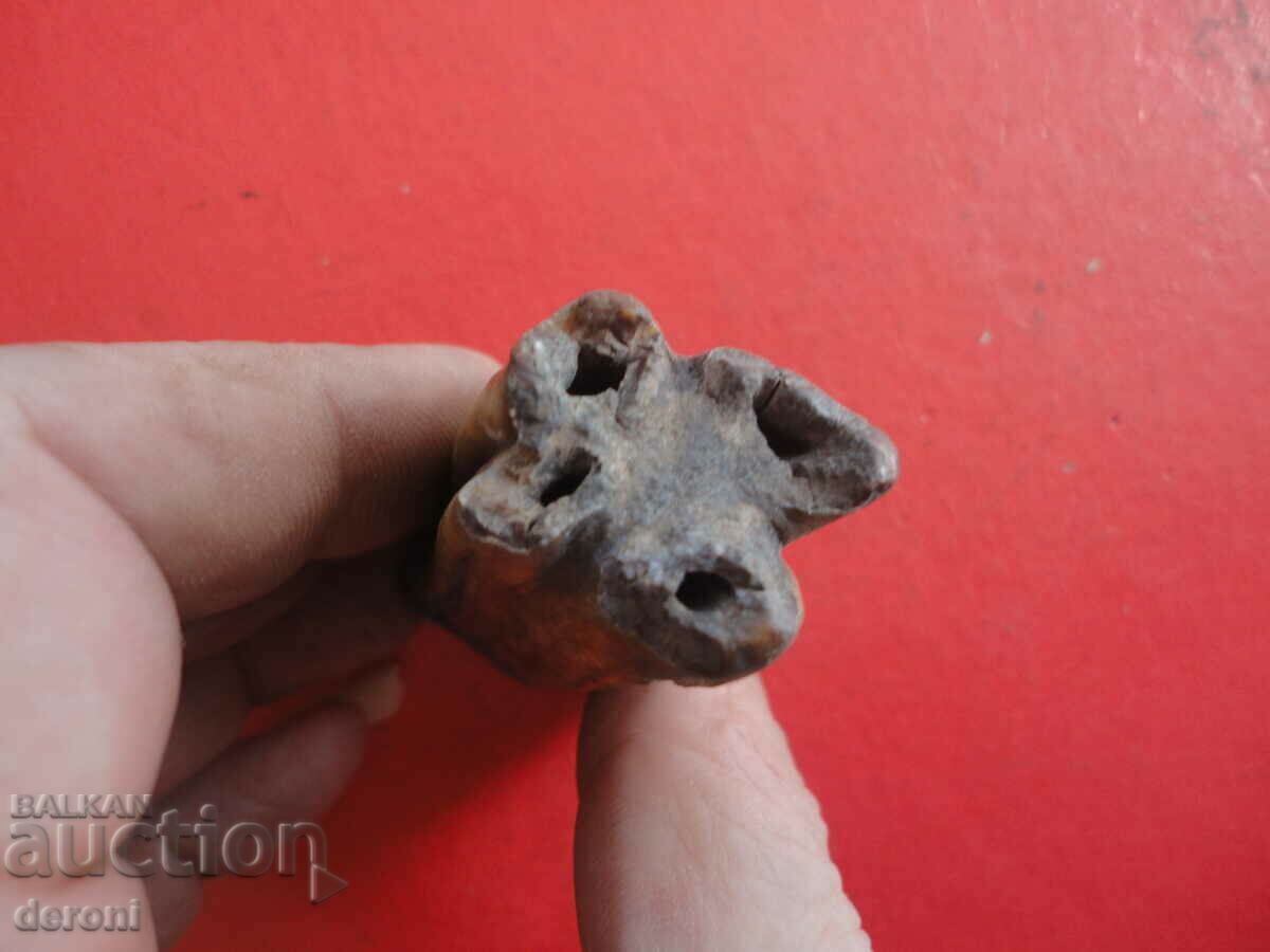 Auction A great fossil tooth Auction A great fossil tooth