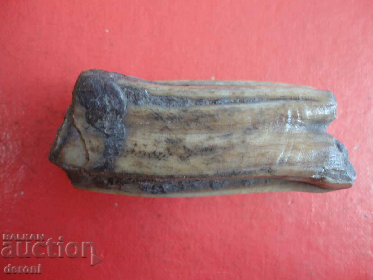 Delivery of A great fossil tooth Delivery of A great fossil tooth