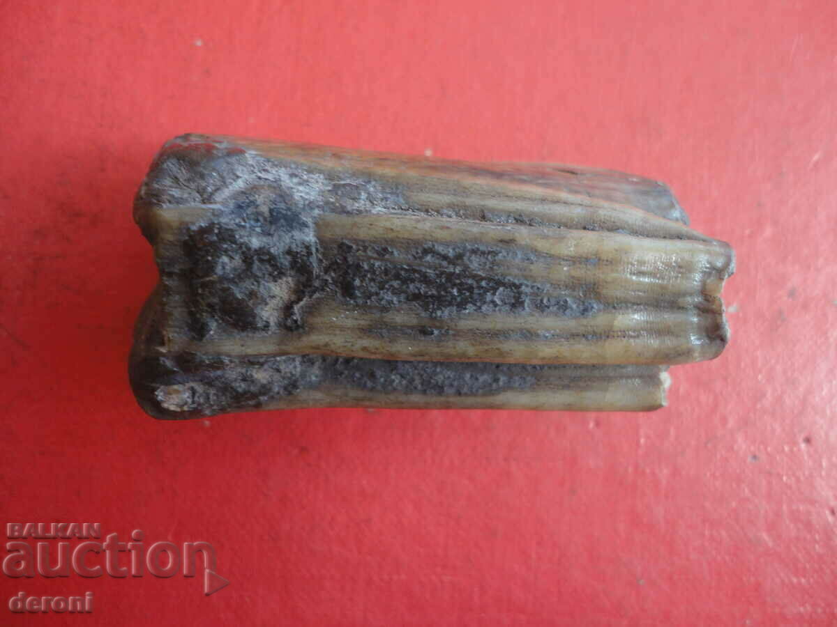 A great fossil tooth - 5 A great fossil tooth - 5