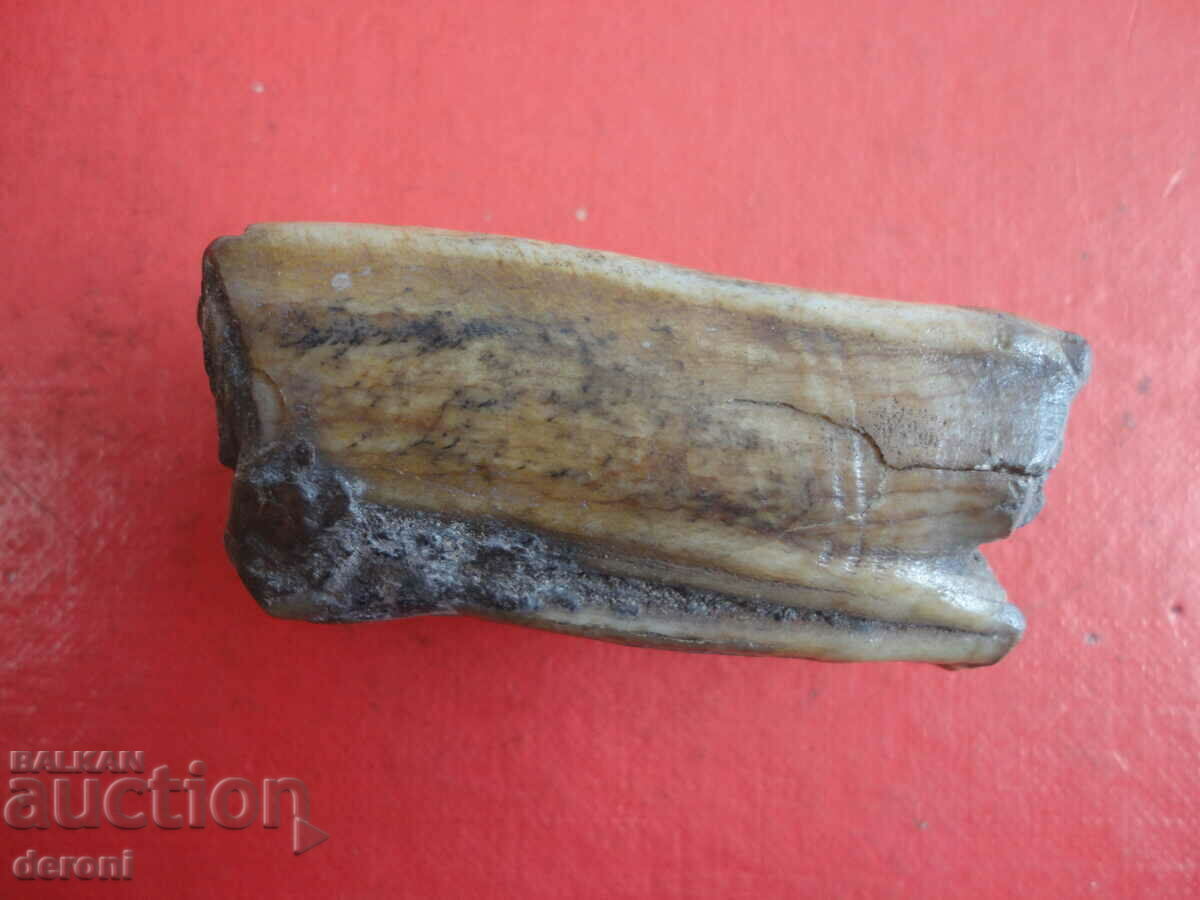 A great fossil tooth - 6 A great fossil tooth - 6