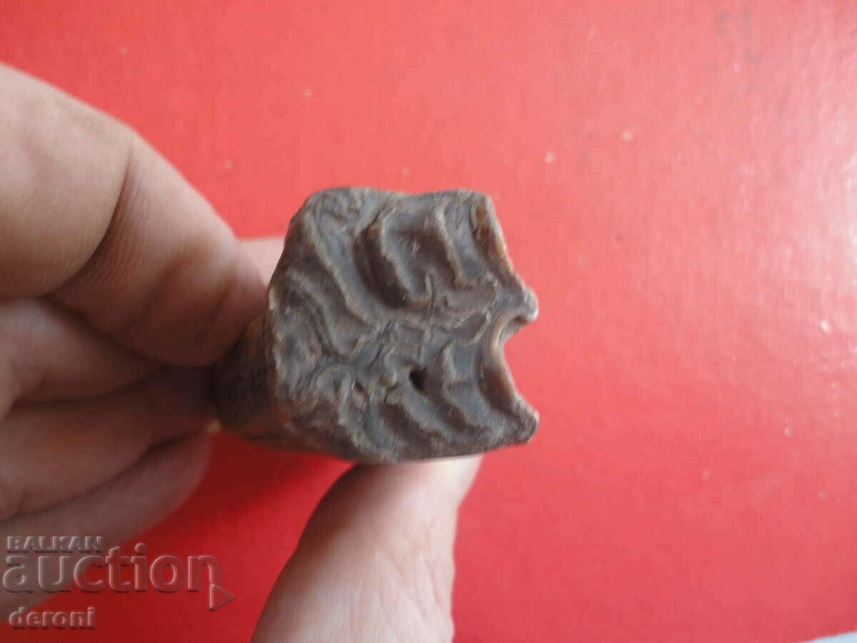 A great fossil tooth - 7 A great fossil tooth - 7