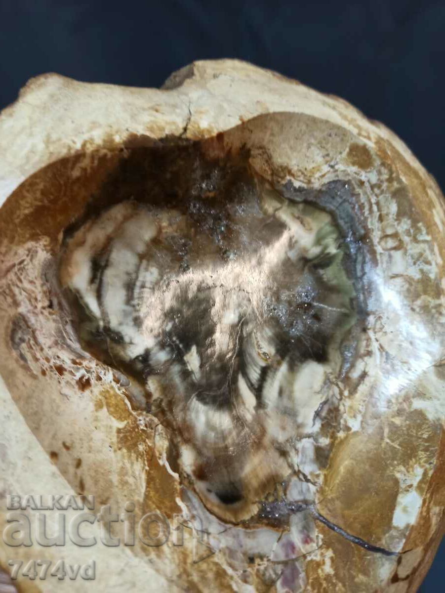 Massive vessel, bowl, ashtray, etc., made of petrified wood - 7 Massive vessel, bowl, ashtray, etc., made of petrified wood - 7