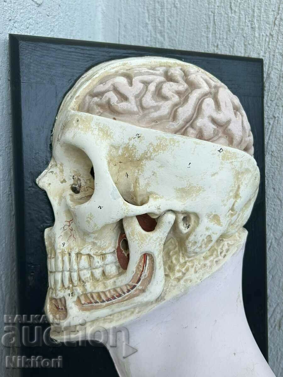 Model educațional Cap uman Craniu