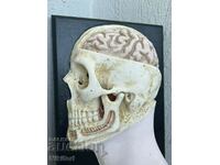 Model educațional Cap uman Craniu