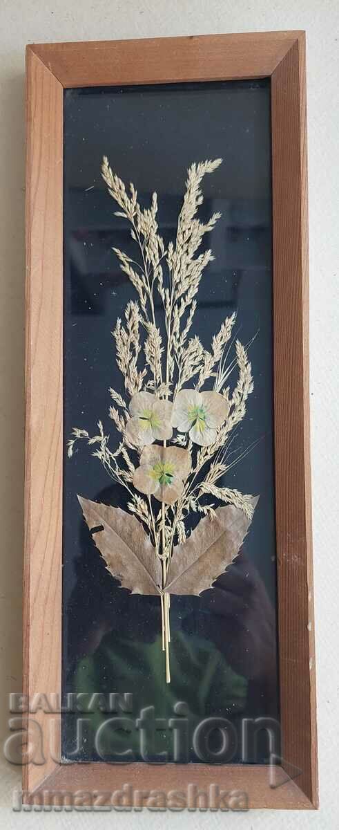 Herbarium picture