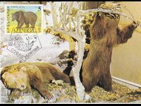 CARD MAXIMUM - BROWN BEAR