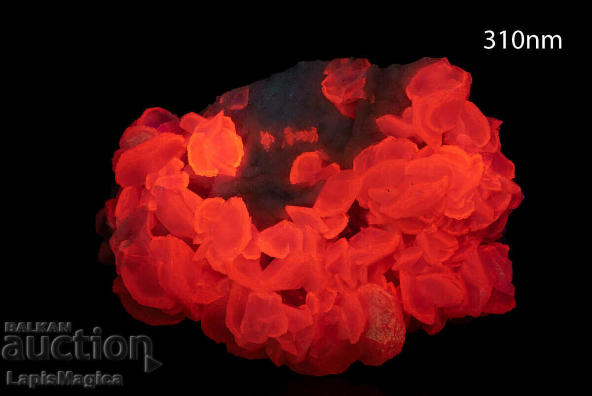 Μεγάλος ασβεστίτης druse με χαλαζία Βουλγαρίας 1,96kg φθορισμού με τιμή 55.00 BGN | € 28.12 Μεγάλος ασβεστίτης druse με χαλαζία Βουλγαρίας 1,96kg φθορισμού με τιμή 55.00 BGN | € 28.12