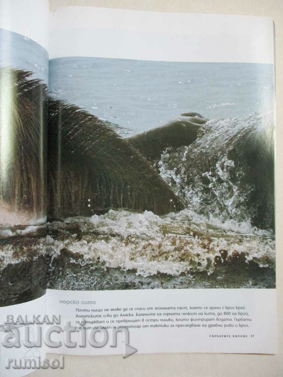 Auction  National Geographic - Dubai - January 2007