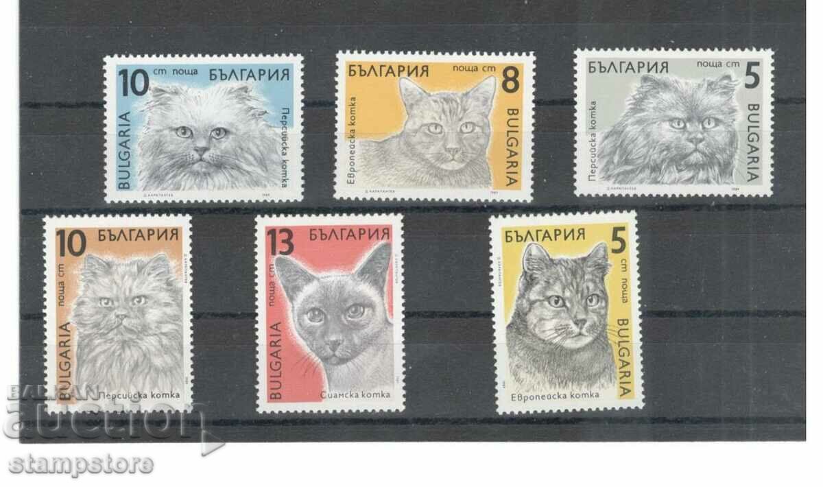 Seria pisici Bulgaria