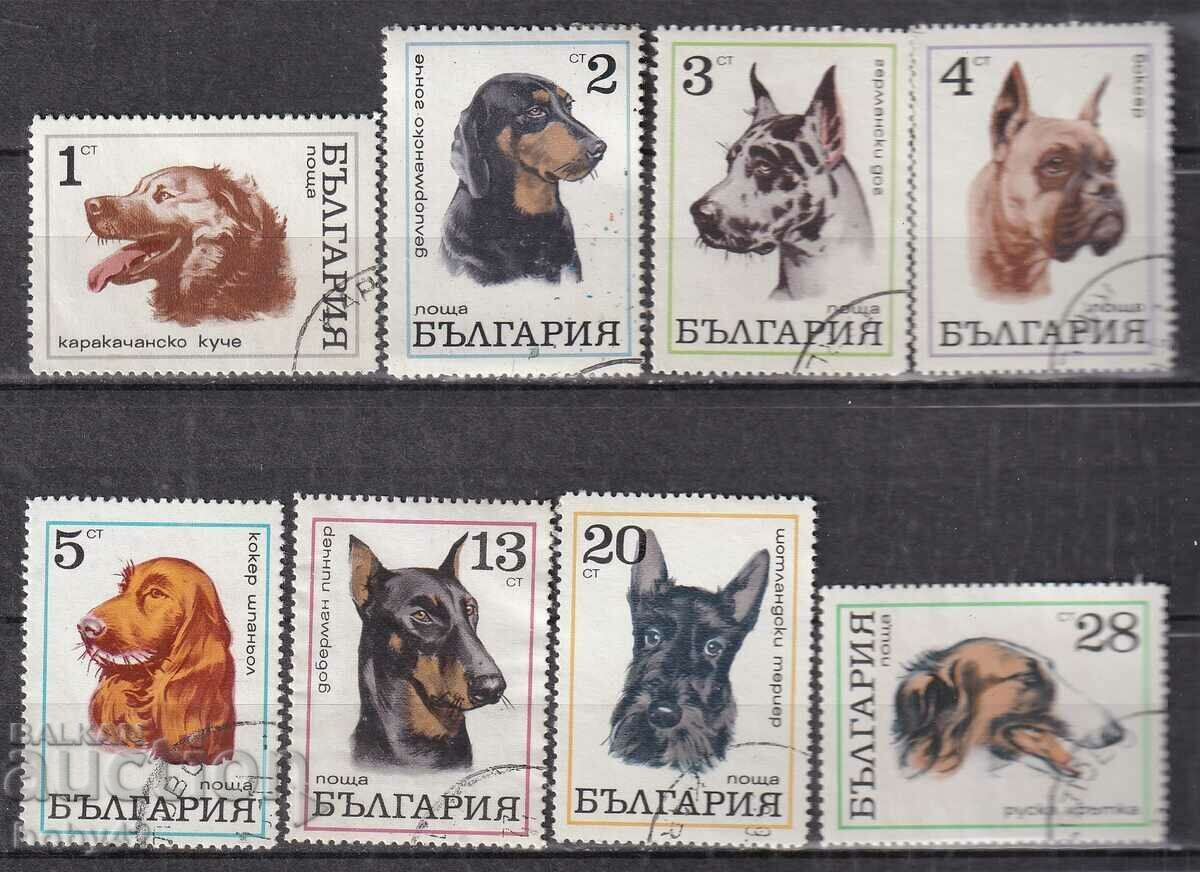 BK ,2087-2093 Machine branded dogs