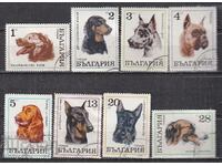 BK ,2087-2093 Machine branded dogs