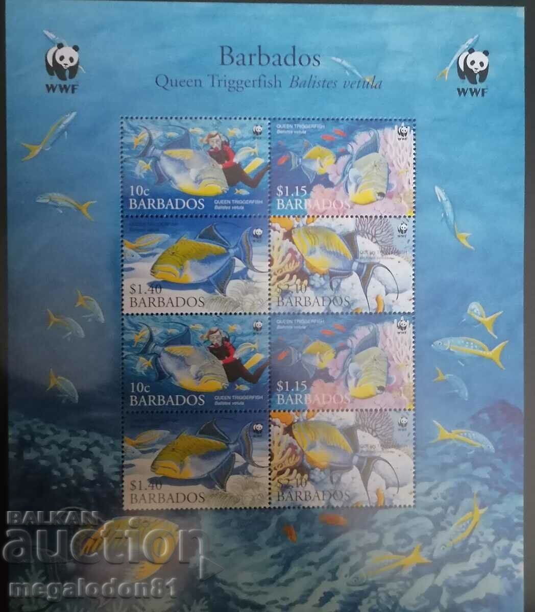 Barbados - marine fauna