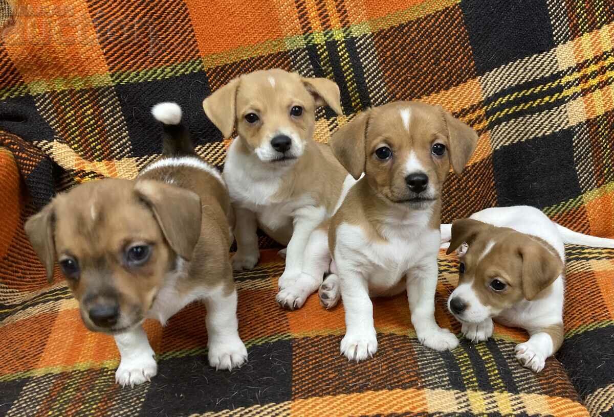 Mini Jack Russell Terrier Puppies Dog