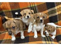 Câine Mini Jack Russell Terrier Puppies