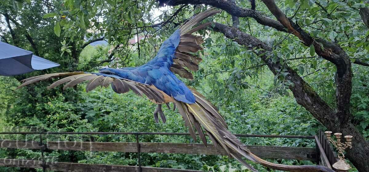 Huge parrot, natural feathers, handmade, 77cm/ 62s with price 280.00 BGN | € 143.16 Huge parrot, natural feathers, handmade, 77cm/ 62s with price 280.00 BGN | € 143.16