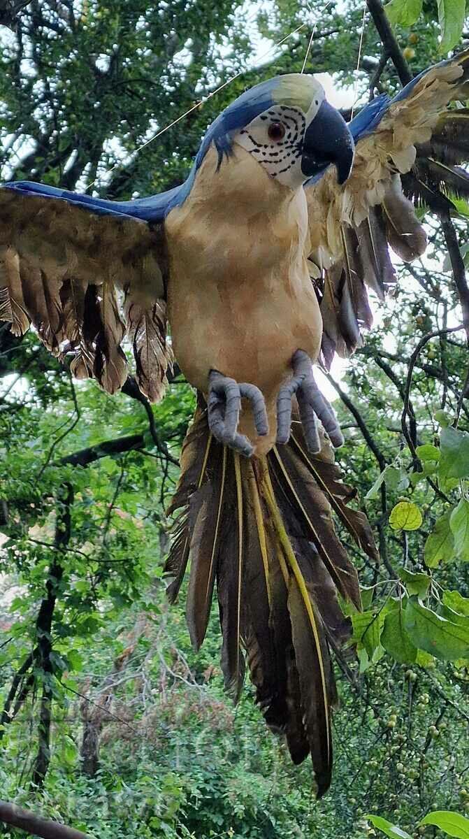 Auction Huge parrot, natural feathers, handmade, 77cm/ 62s Auction Huge parrot, natural feathers, handmade, 77cm/ 62s