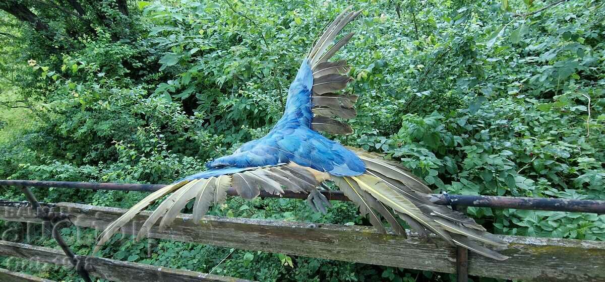 Huge parrot, natural feathers, handmade, 77cm/ 62s - 5 Huge parrot, natural feathers, handmade, 77cm/ 62s - 5