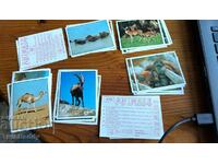 Panini animal stickers - 25 pieces