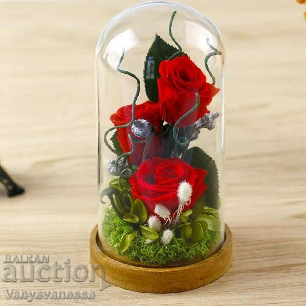 Ικεμπάνα μακράς διαρκείας χωρίς πότισμα και εμβολιασμός 5 χρόνια με τιμή 42.90 BGN | € 21.93 Ικεμπάνα μακράς διαρκείας χωρίς πότισμα και εμβολιασμός 5 χρόνια με τιμή 42.90 BGN | € 21.93