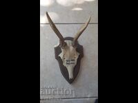 OLD TROPHY OF ROE, Roe deer, antler, antlers