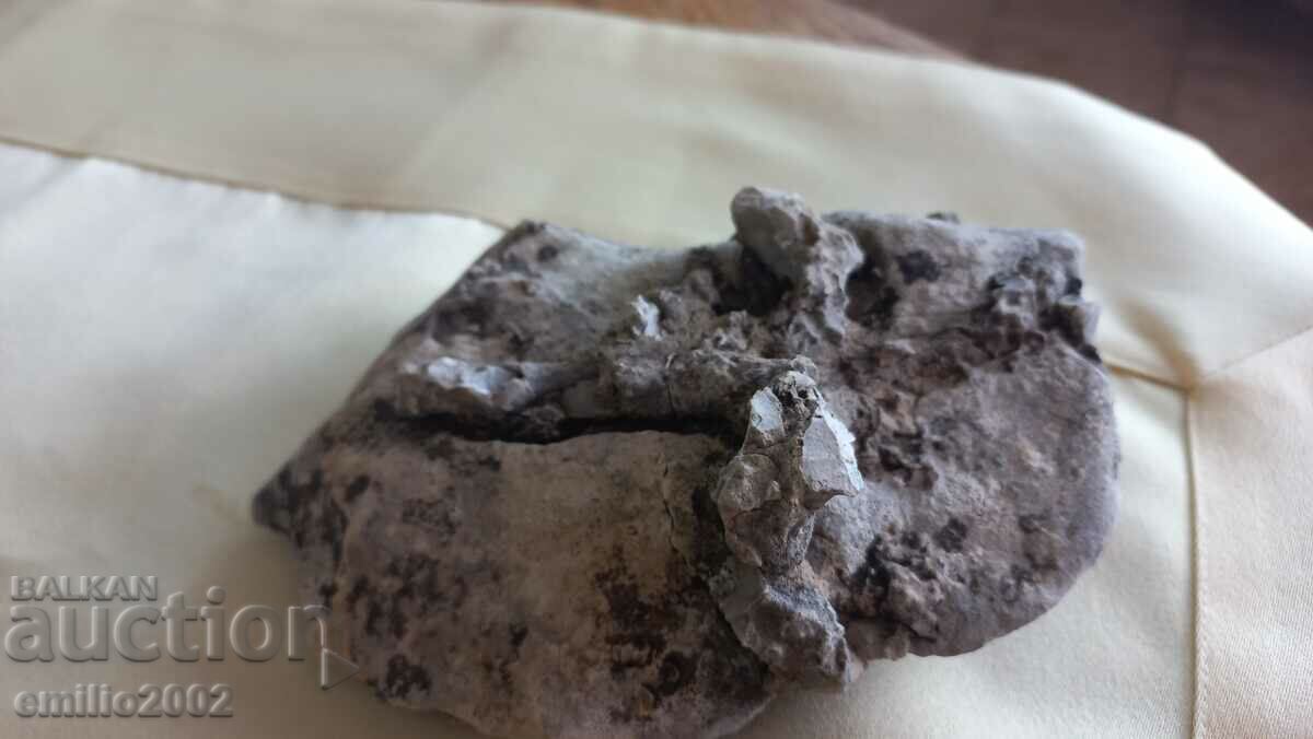 Interesting fossil 15cm with price 19.00 BGN | € 9.71 Interesting fossil 15cm with price 19.00 BGN | € 9.71