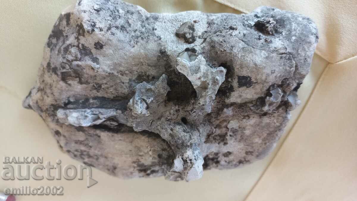 Auction Interesting fossil 15cm Auction Interesting fossil 15cm