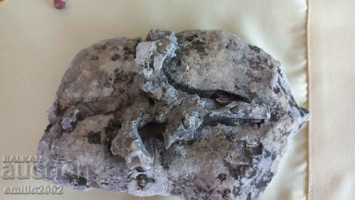 Delivery of Interesting fossil 15cm Delivery of Interesting fossil 15cm