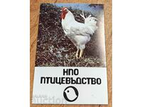 1985 POULTRY PERFECT SOCIAL CALENDAR