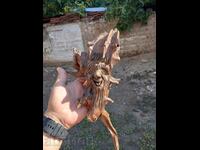 Figure Wood carving handmade