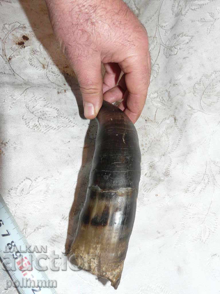 Auction Old cow horn - 1 Auction Old cow horn - 1