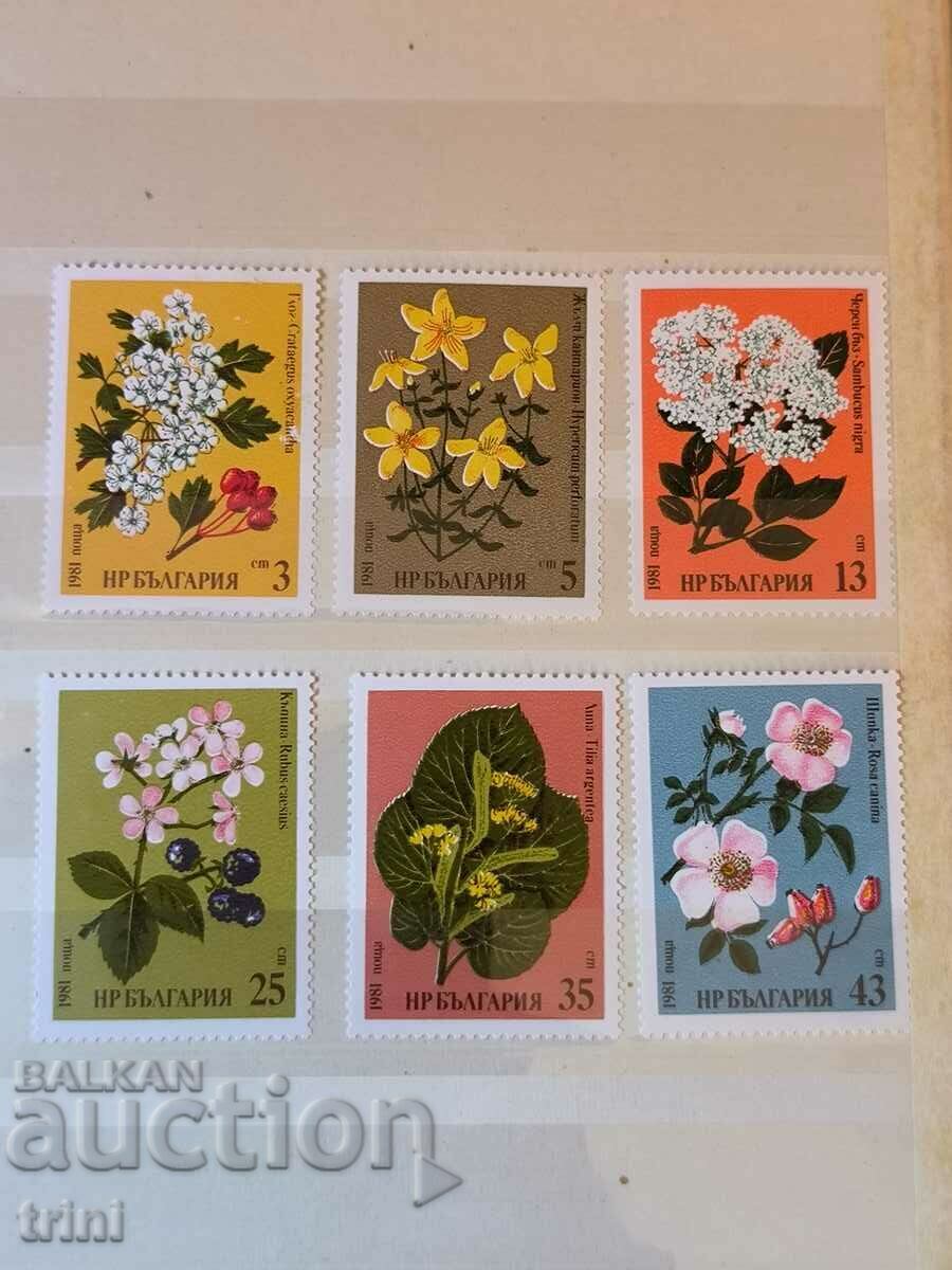 Bulgaria 1981 Flora Plante medicinale