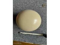 Ostrich egg