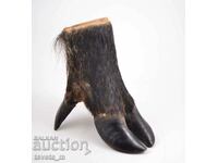 Natural wild boar hoof, hunting trophy, stand