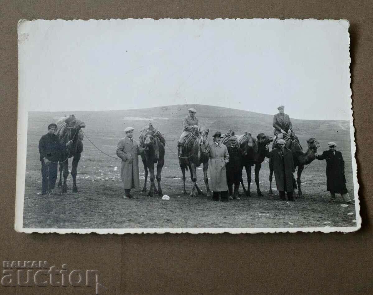 Caravan of camels Topolov city