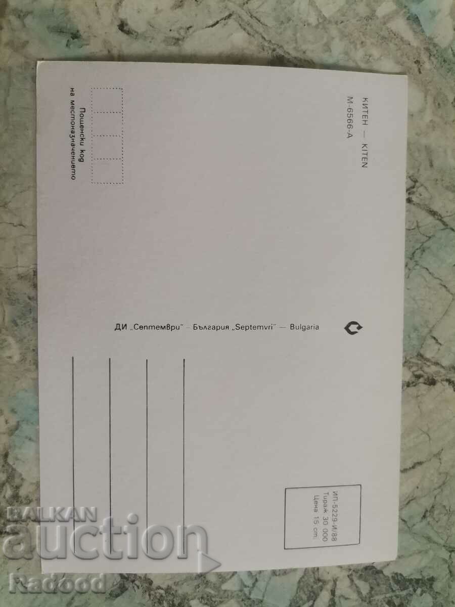 KITEN with price 10.00 BGN | € 5.11 KITEN with price 10.00 BGN | € 5.11