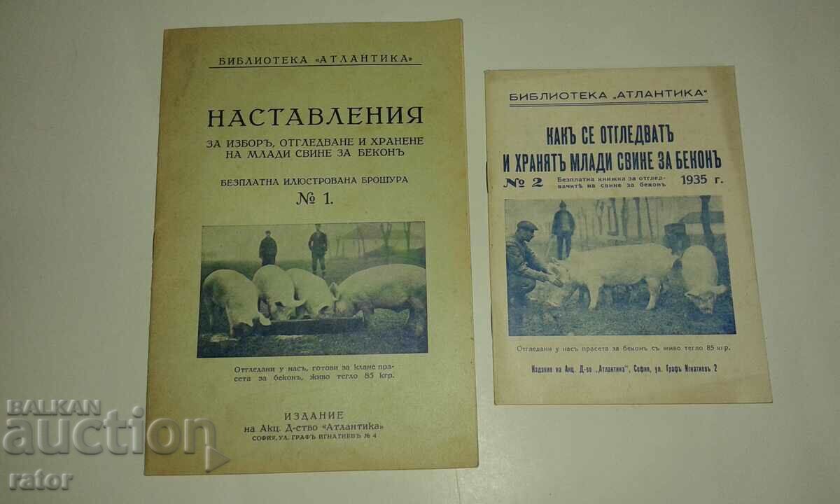 Γεωργία Εκτροφή νεαρών χοίρων για μπέικον -1935