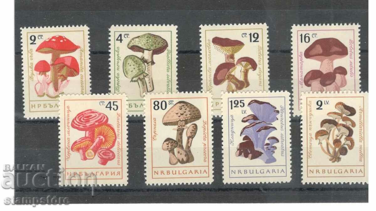 Mushrooms 1961 - serrated series