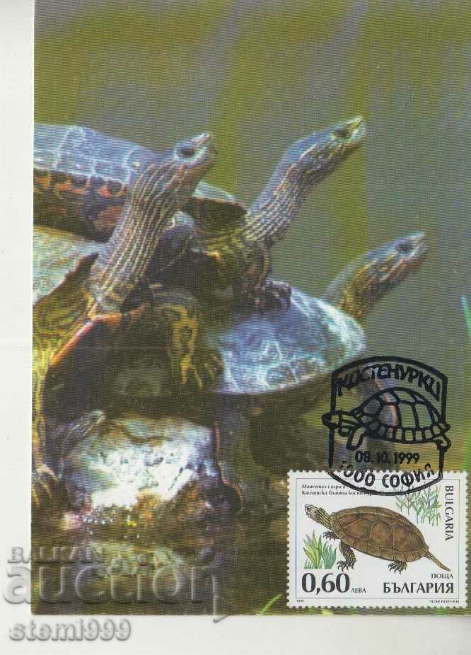 Καρτ ποστάλ Maximum FDC Turtles Animals