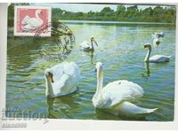 Postcard Maximum FDC BIRDS Animals