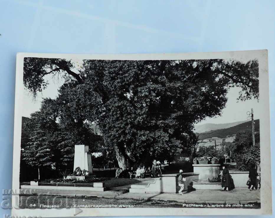 CARD CAVE THE THOUSAND YEAR TREE before 1962